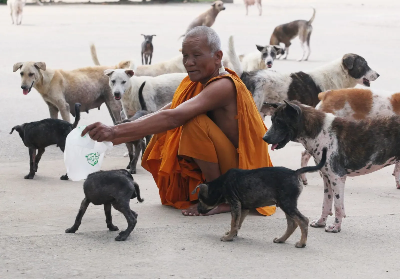 How to Handle a Dog Bite in Railay or Tonsai Before You Need a Clinic