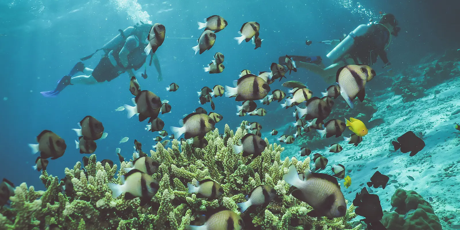 The Best Diving Sites in Thailand Before Planning a Full Day in Krabi